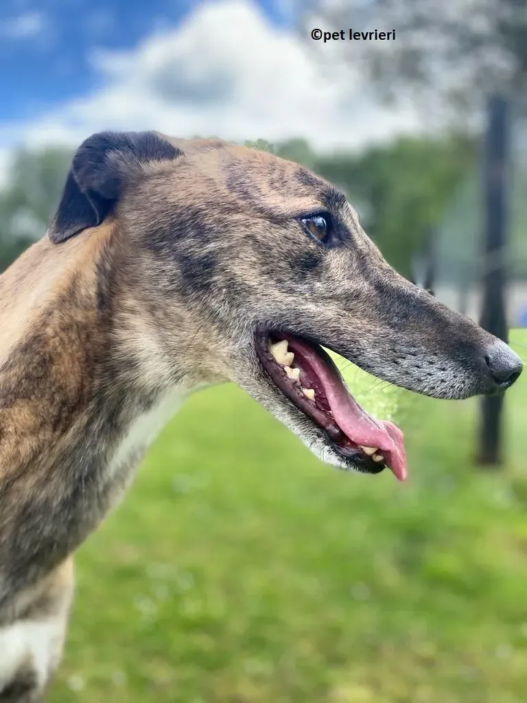 Bron adozione levrieri greyhoun91