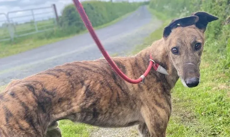 Bron adozione levrieri greyhound 1 e1653162868634