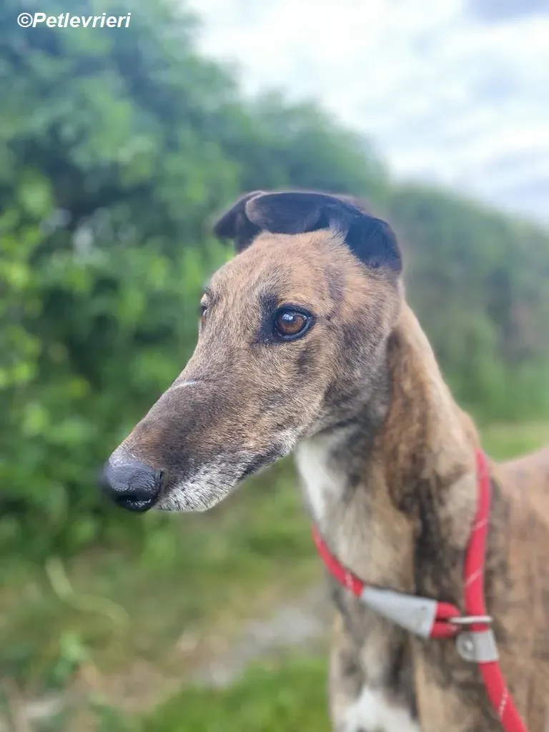 Bron adozione levrieri greyhound 2