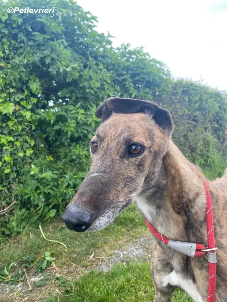 Bron adozione levrieri greyhound 3