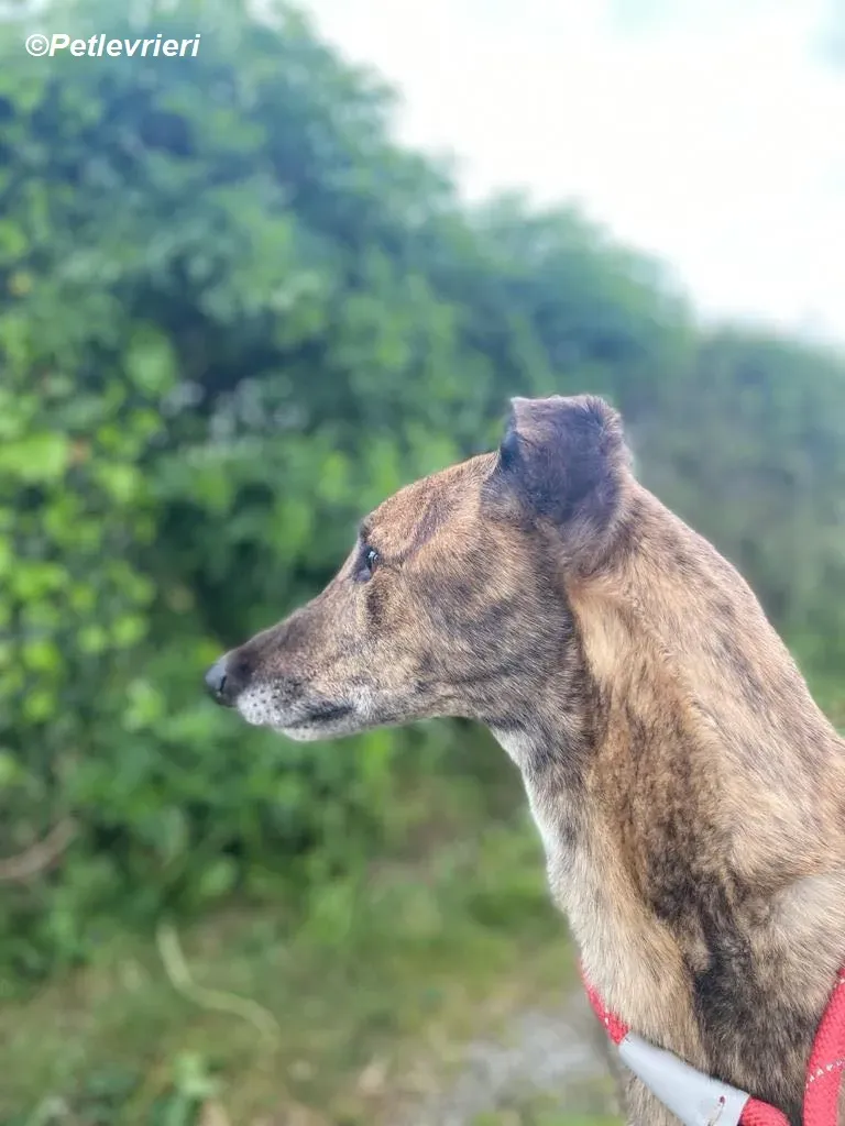 Bron adozione levrieri greyhound 4