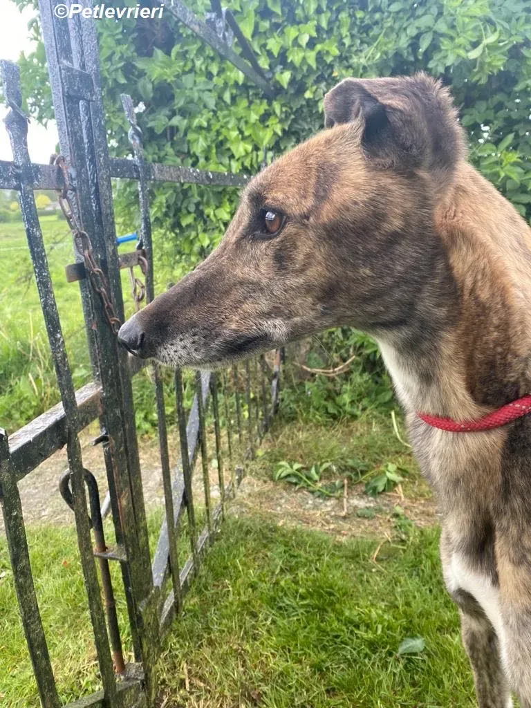 Bron adozione levrieri greyhound 5