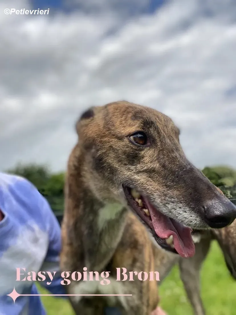 Bron adozione levrieri greyhound 6