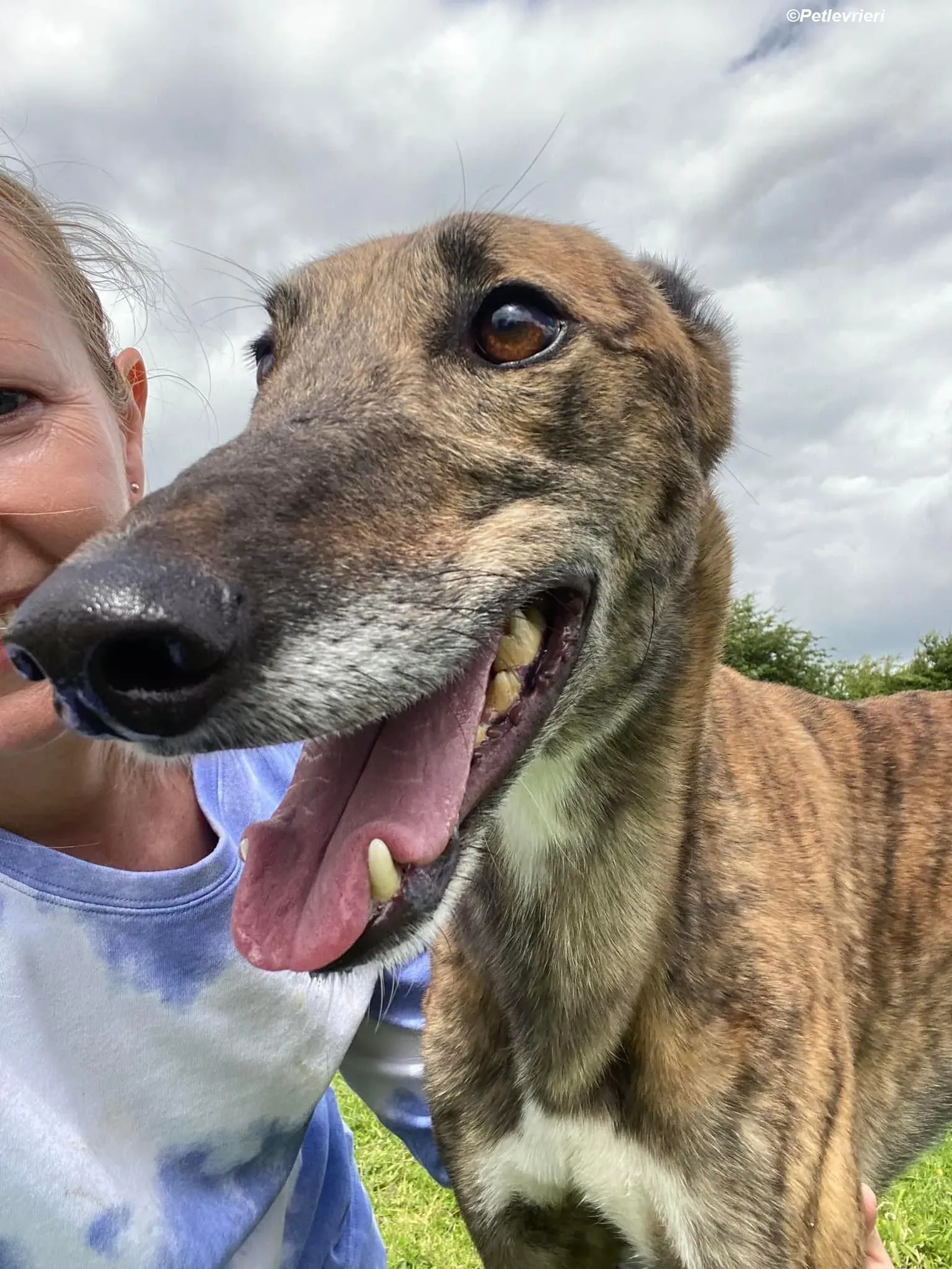 Bron adozione levrieri greyhound 7