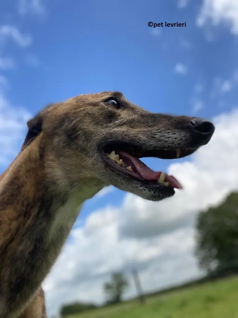 Bron adozione levrieri greyhound1