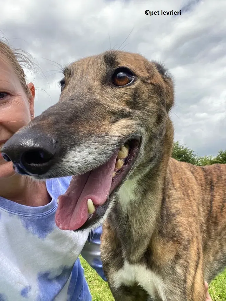 Bron adozione levrieri greyhound2