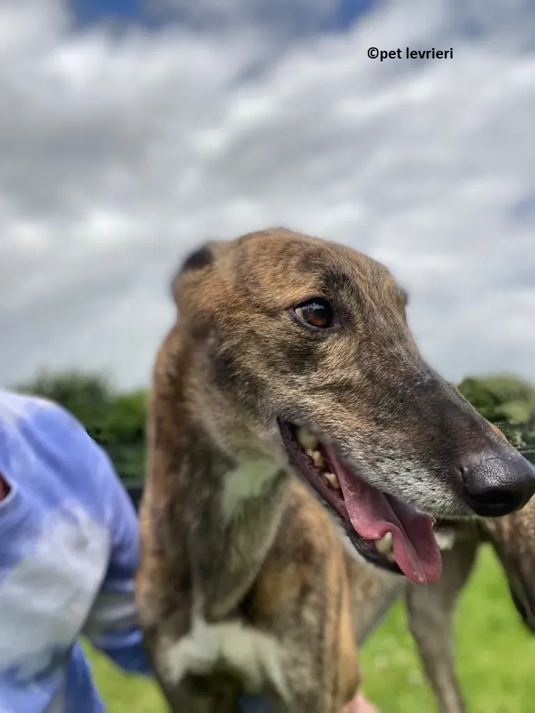 Bron adozione levrieri greyhound3