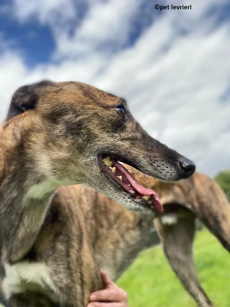 Bron adozione levrieri greyhound4
