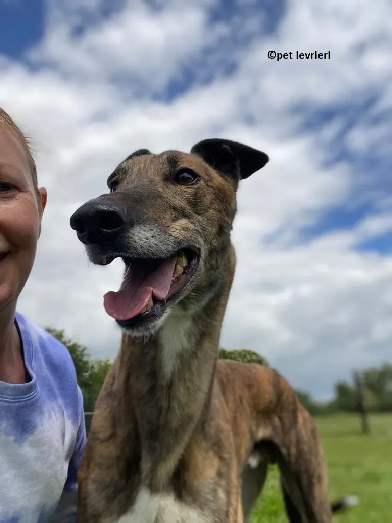 Bron adozione levrieri greyhound5