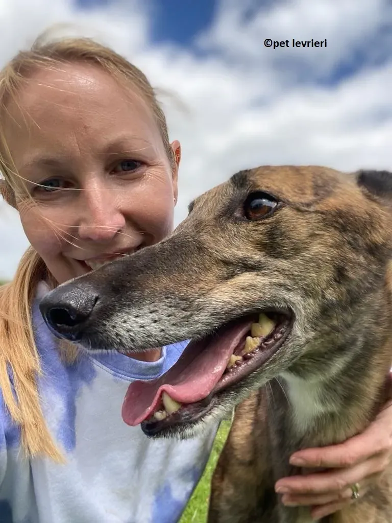 Bron adozione levrieri greyhound6