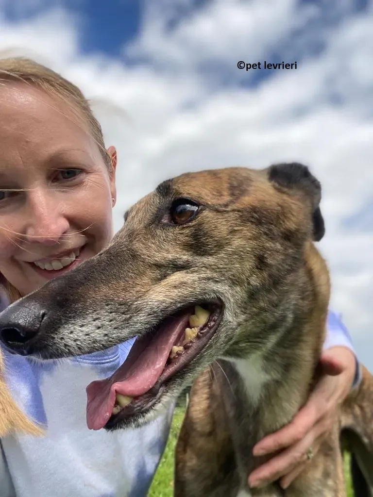 Bron adozione levrieri greyhound7