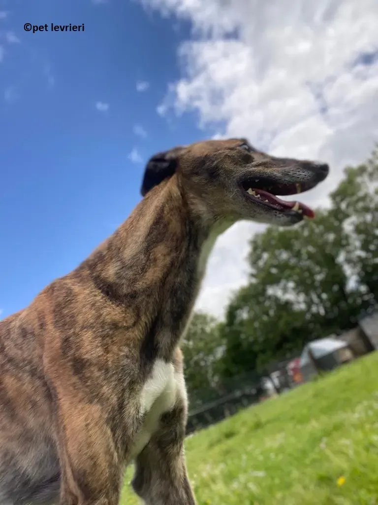 Bron adozione levrieri greyhound8