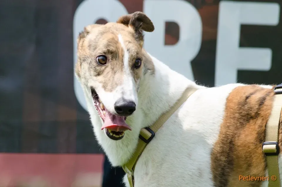 Brownie greyhound adozione levrieri 01
