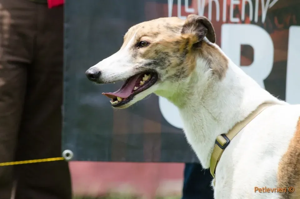 Brownie greyhound adozione levrieri 02