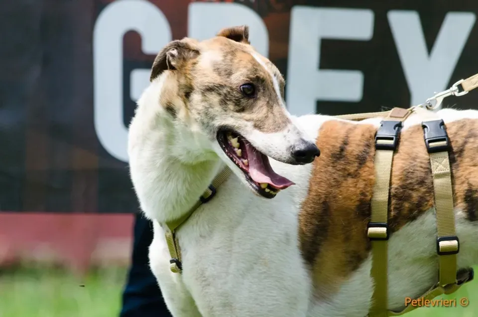 Brownie greyhound adozione levrieri 03