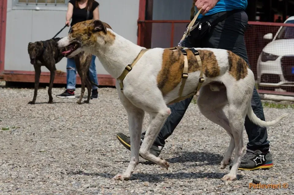 Brownie greyhound adozione levrieri 04