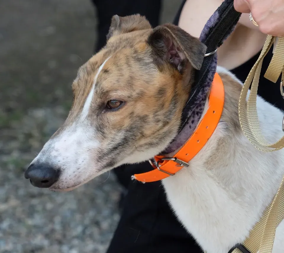 Brownie greyhound adozione levrieri 05