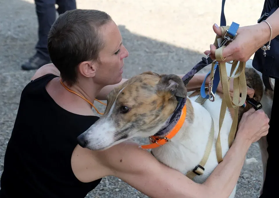 Brownie greyhound adozione levrieri 06