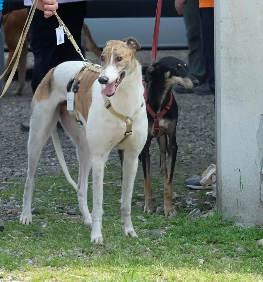 Brownie greyhound adozione levrieri 07