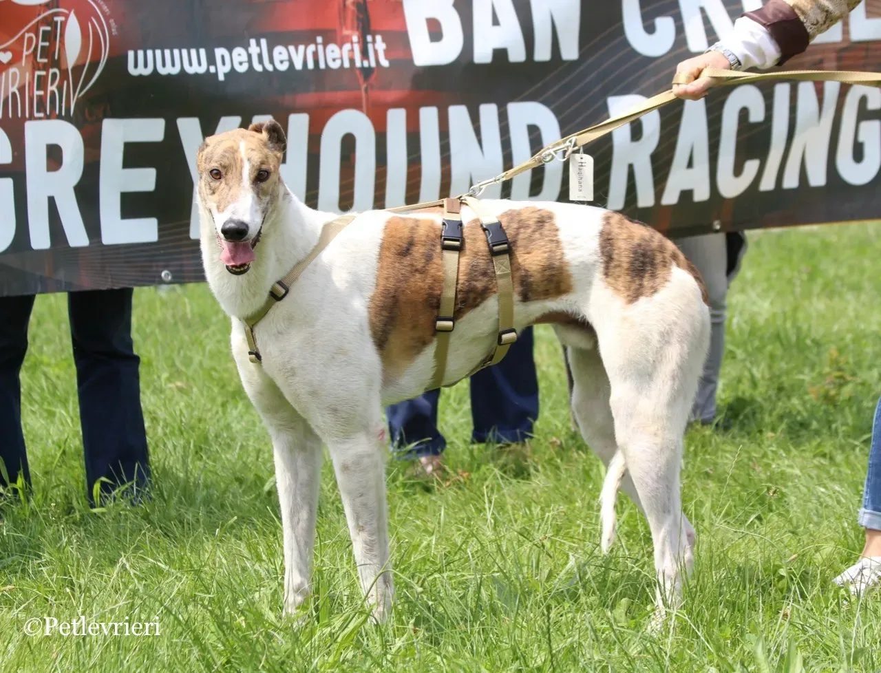 Brownie greyhound petlevrieri1