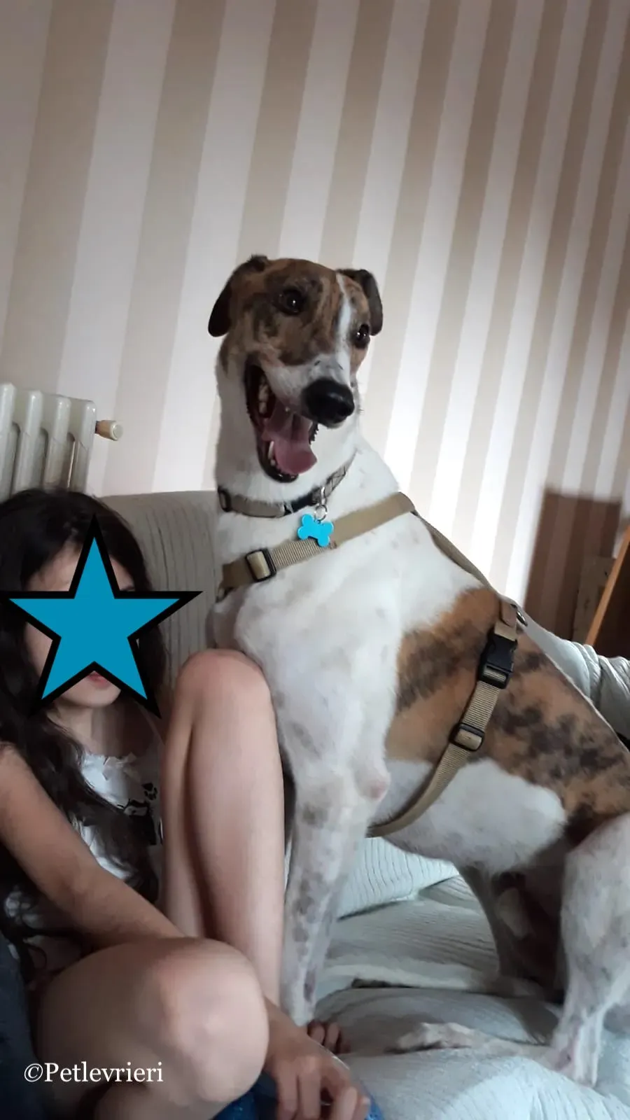 Brownie greyhound petlevrieri2