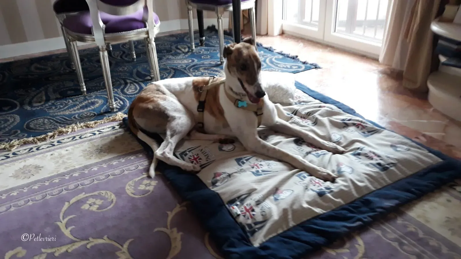 Brownie greyhound petlevrieri3