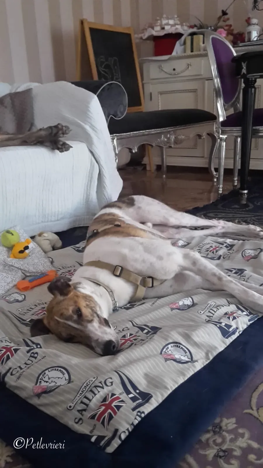 Brownie greyhound petlevrieri4