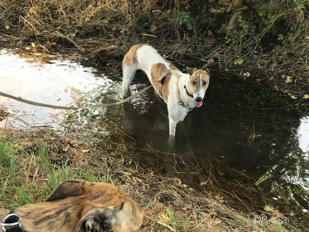 Brownie greyhound petlevrieri5