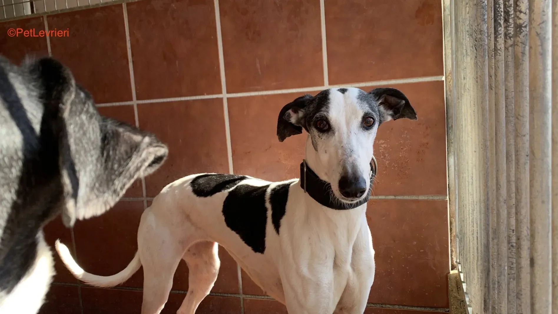 Bruja .adozione levrieri galgo 6