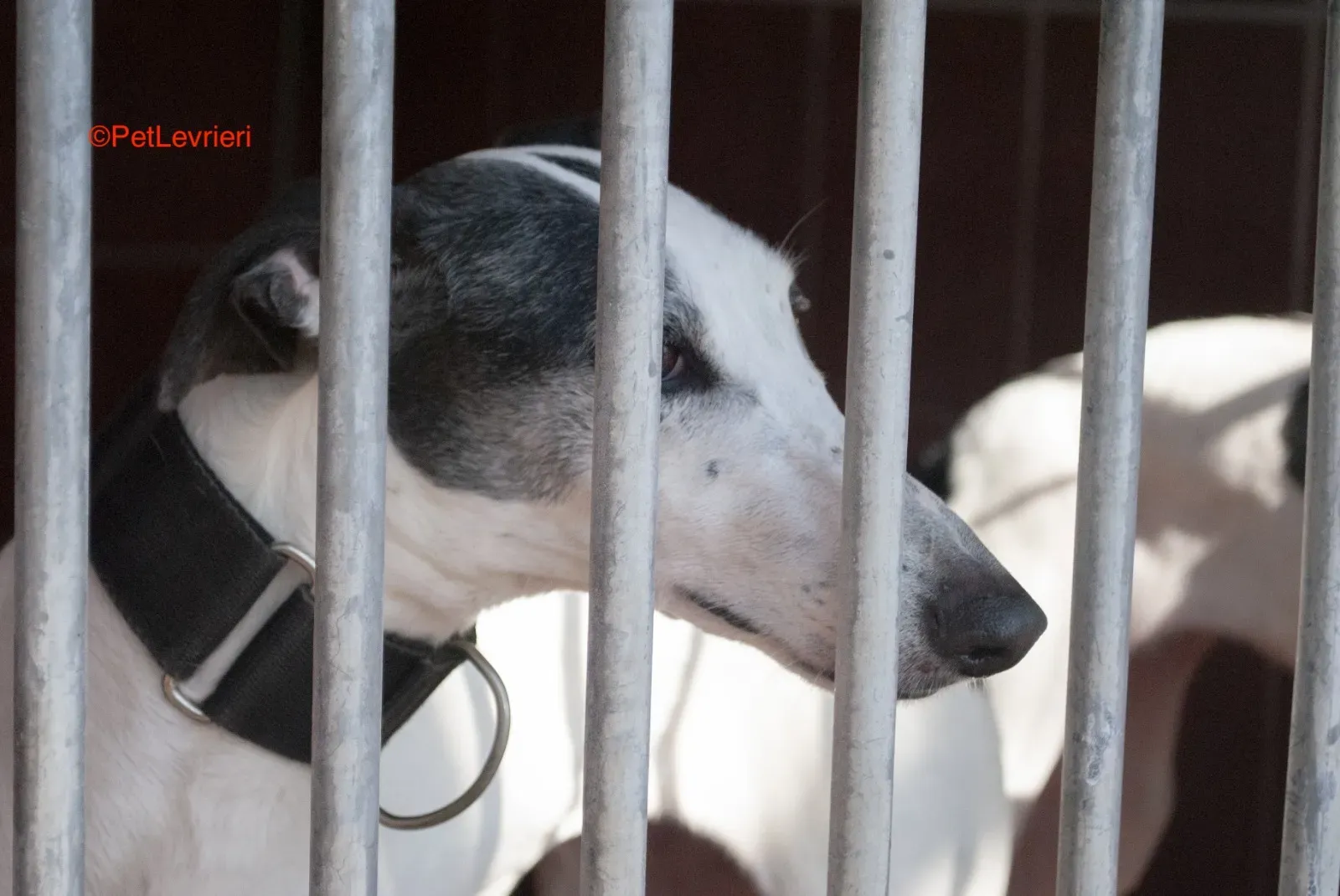 Bruja adozione levrieri galgo 1 1