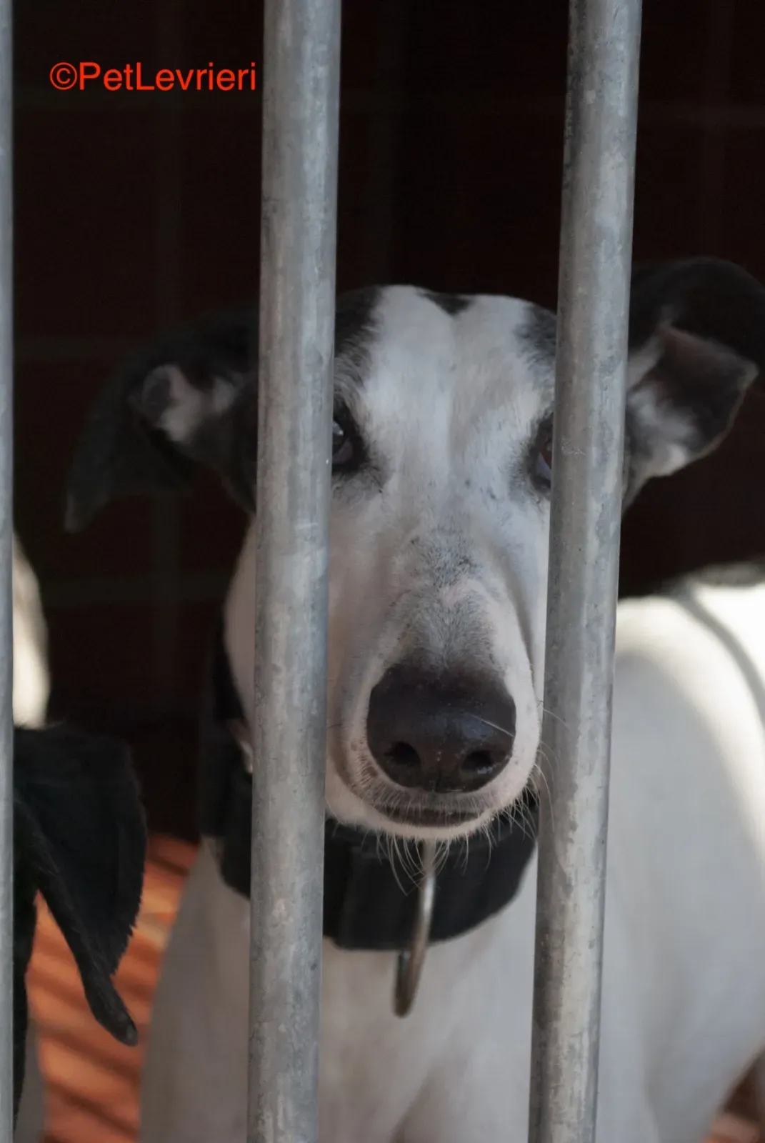 Bruja adozione levrieri galgo 2 1