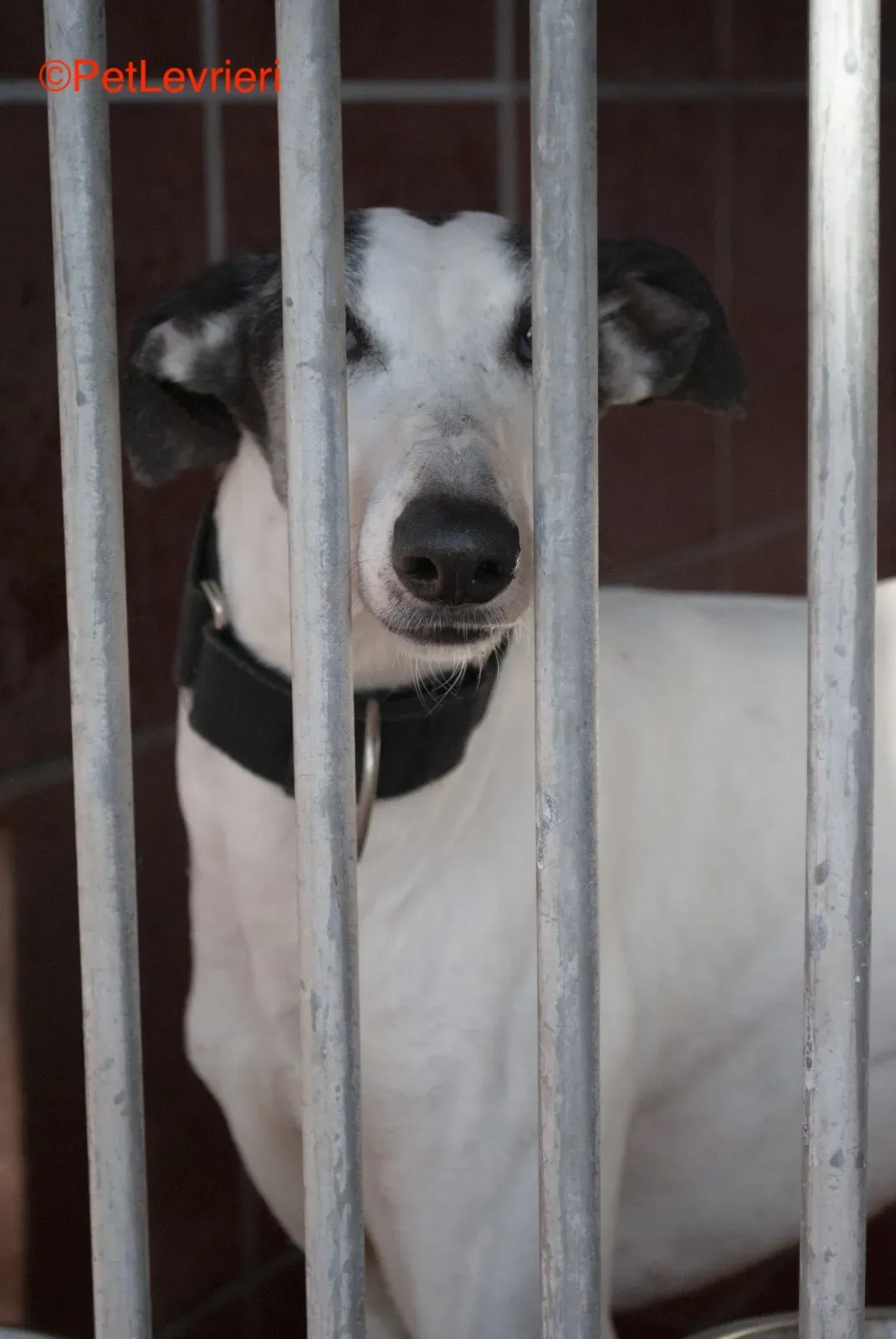 Bruja adozione levrieri galgo 3 1
