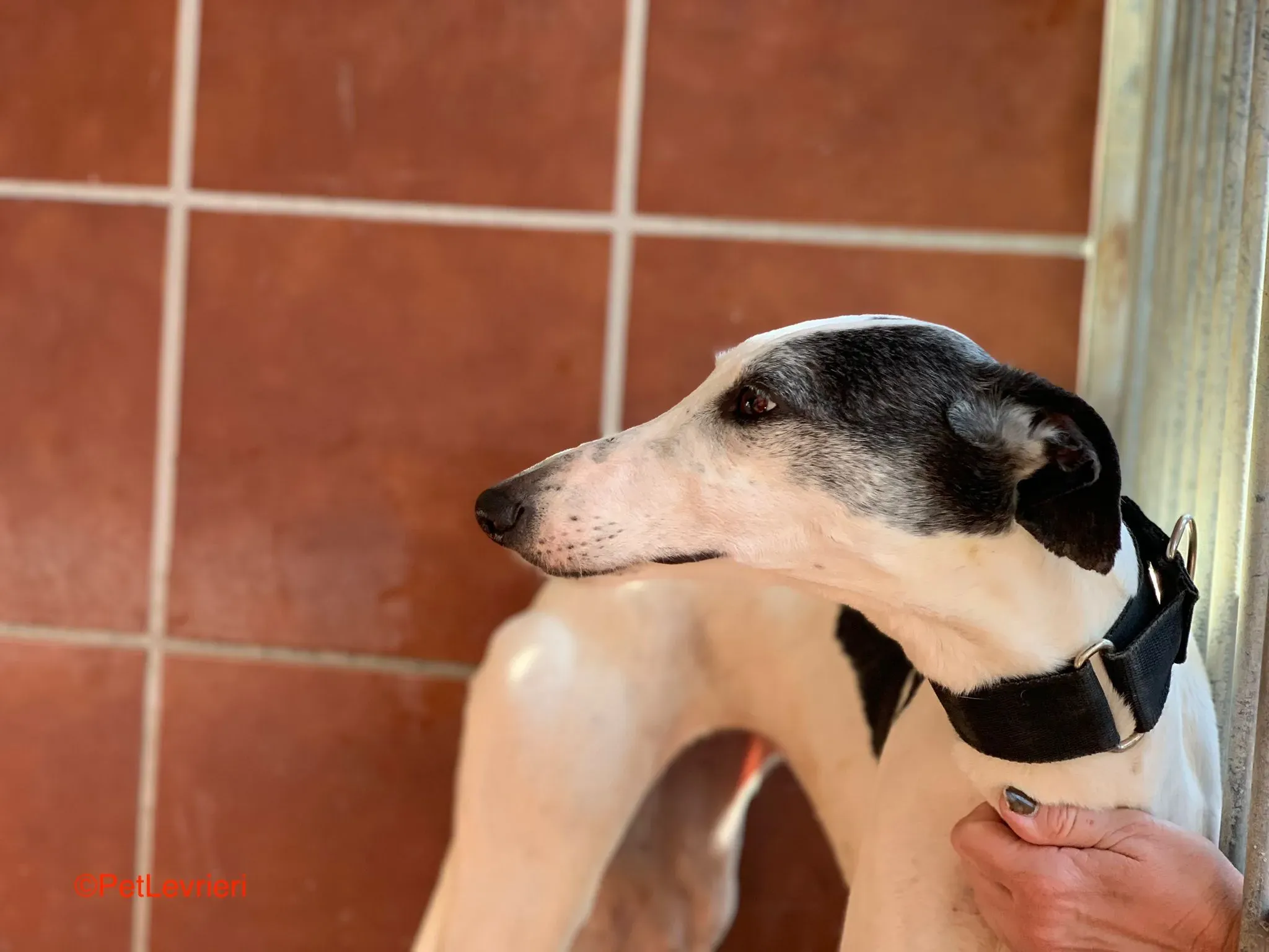 Bruja adozione levrieri galgo 4 1