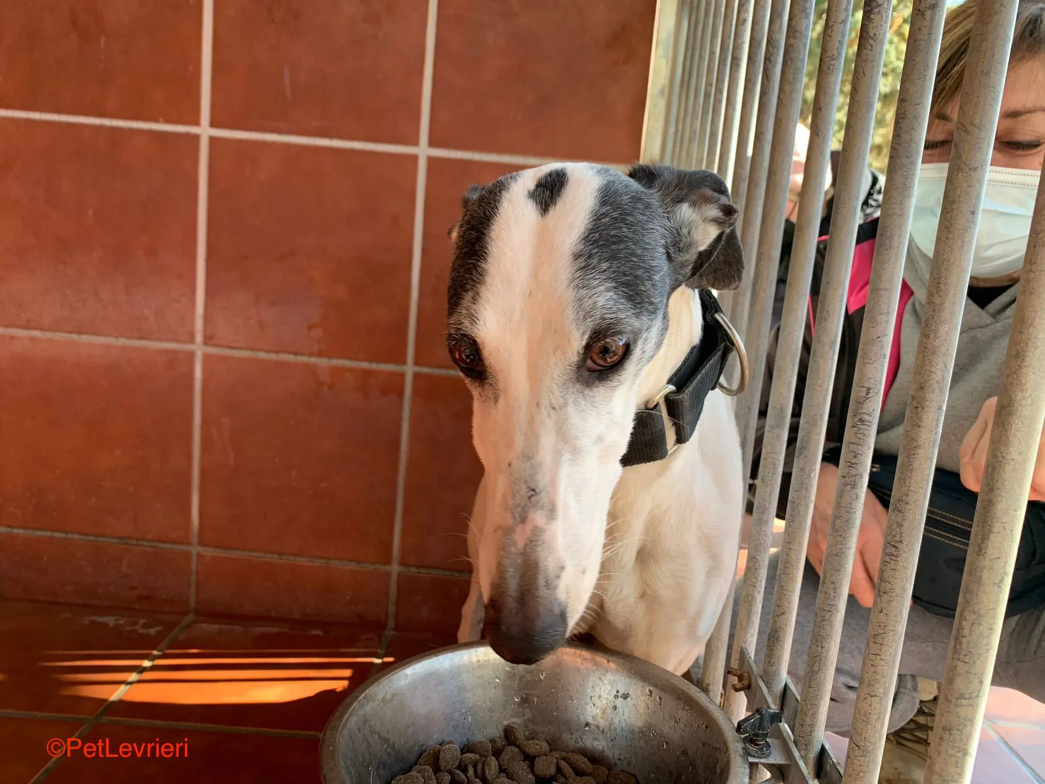 Bruja adozione levrieri galgo 5 1