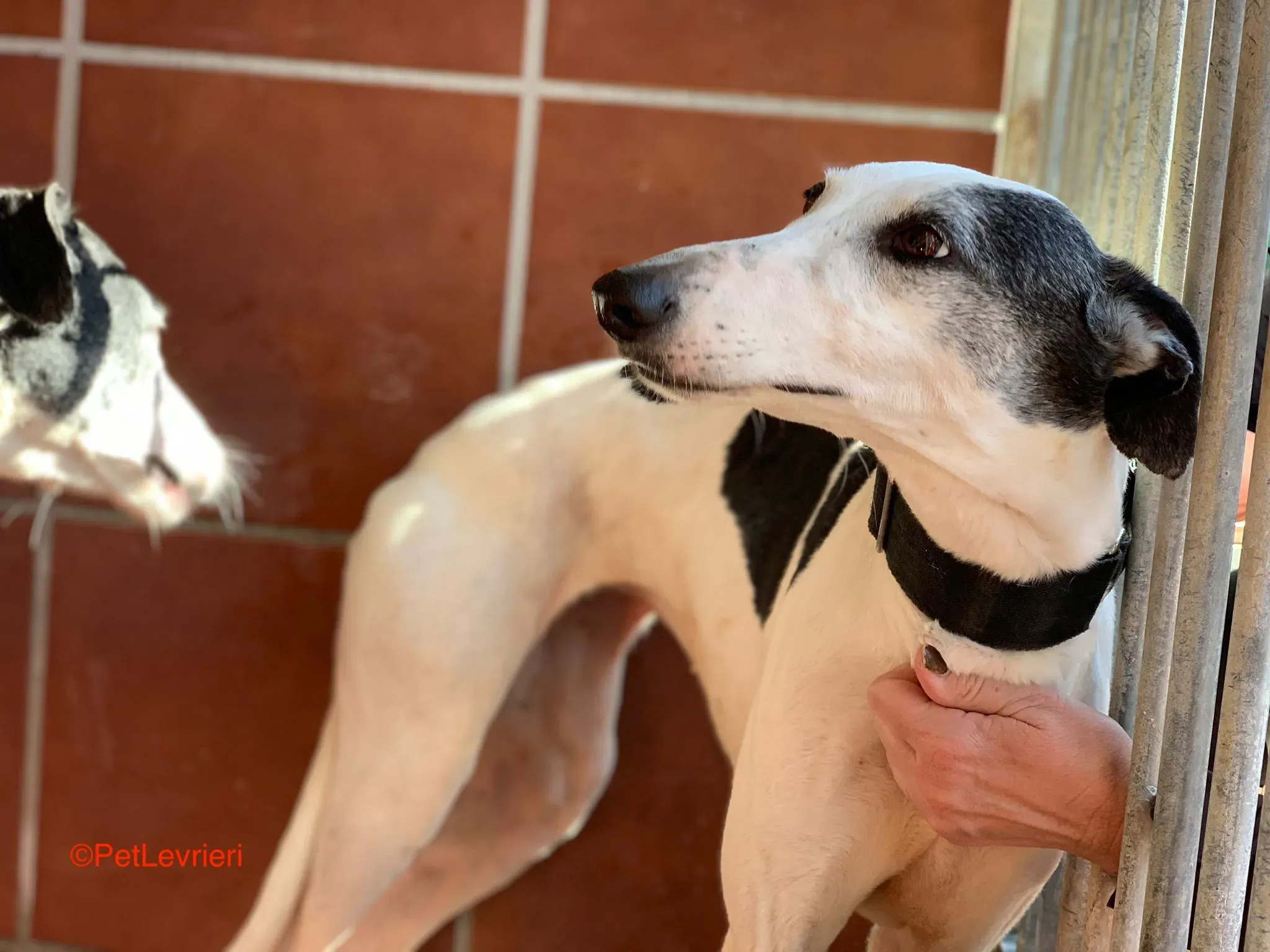 Bruja adozione levrieri galgo 7