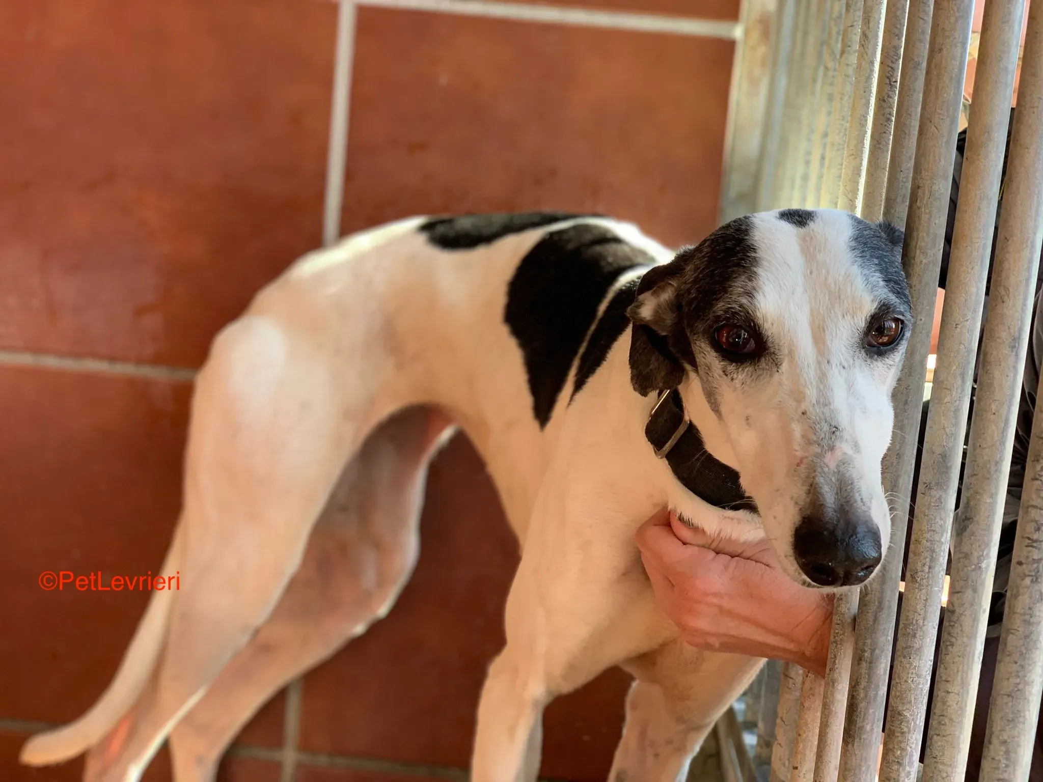 Bruja adozione levrieri galgo 8 1