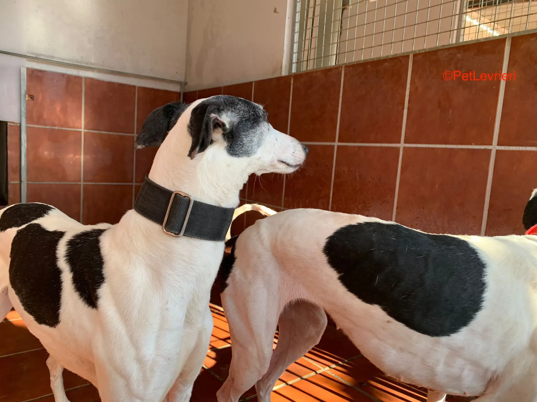 Bruja e Modelo adozione levrieri galgo 1