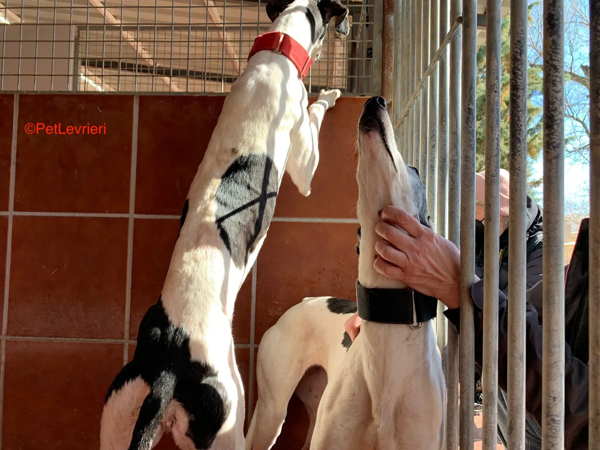 Bruja e Modelo adozione levrieri galgo 2