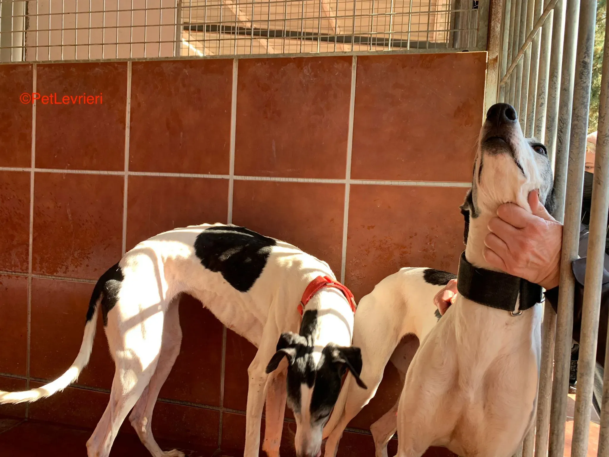 Bruja e Modelo adozione levrieri galgo 3