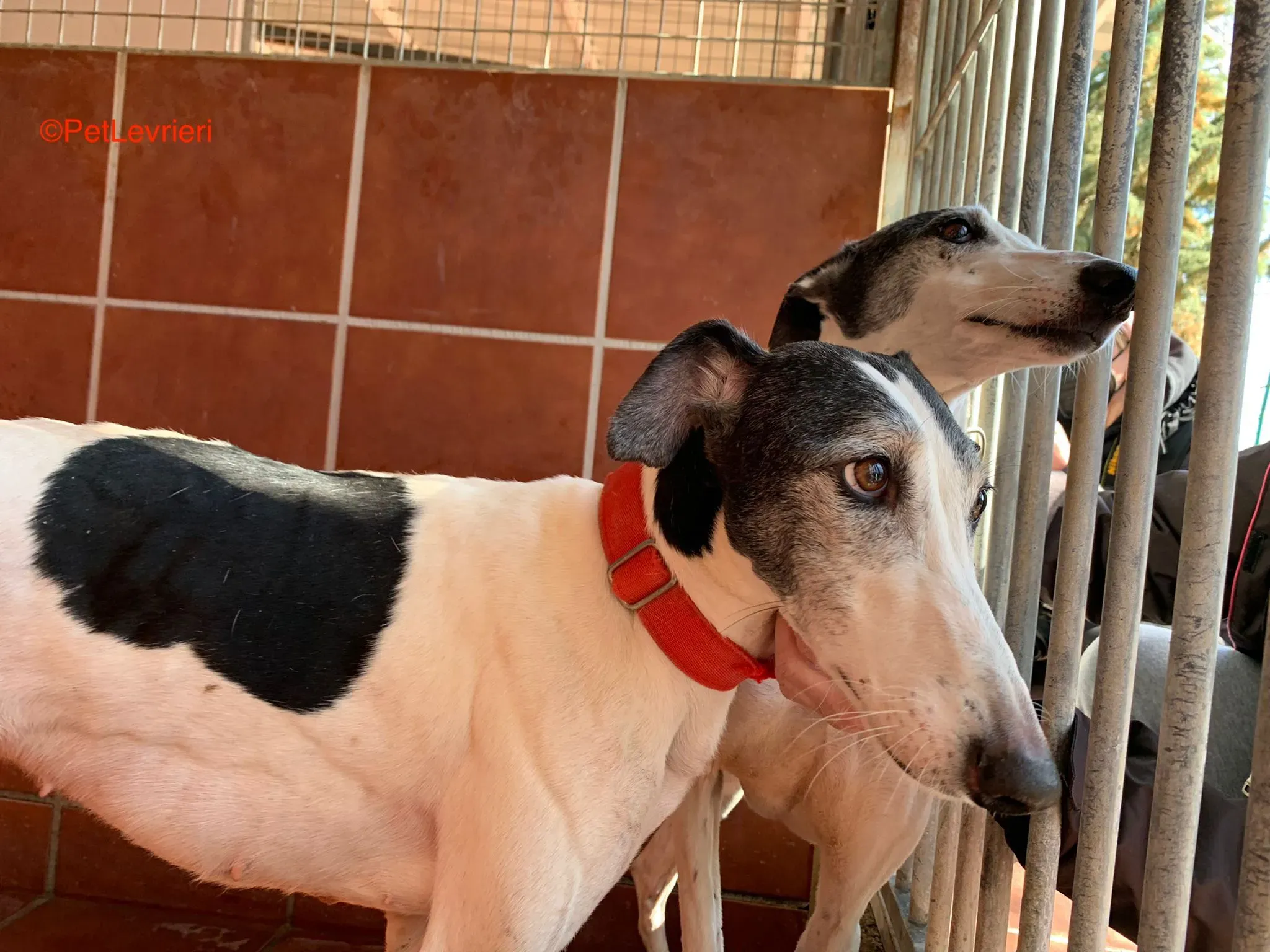 Bruja e Modelo adozione levrieri galgo 4