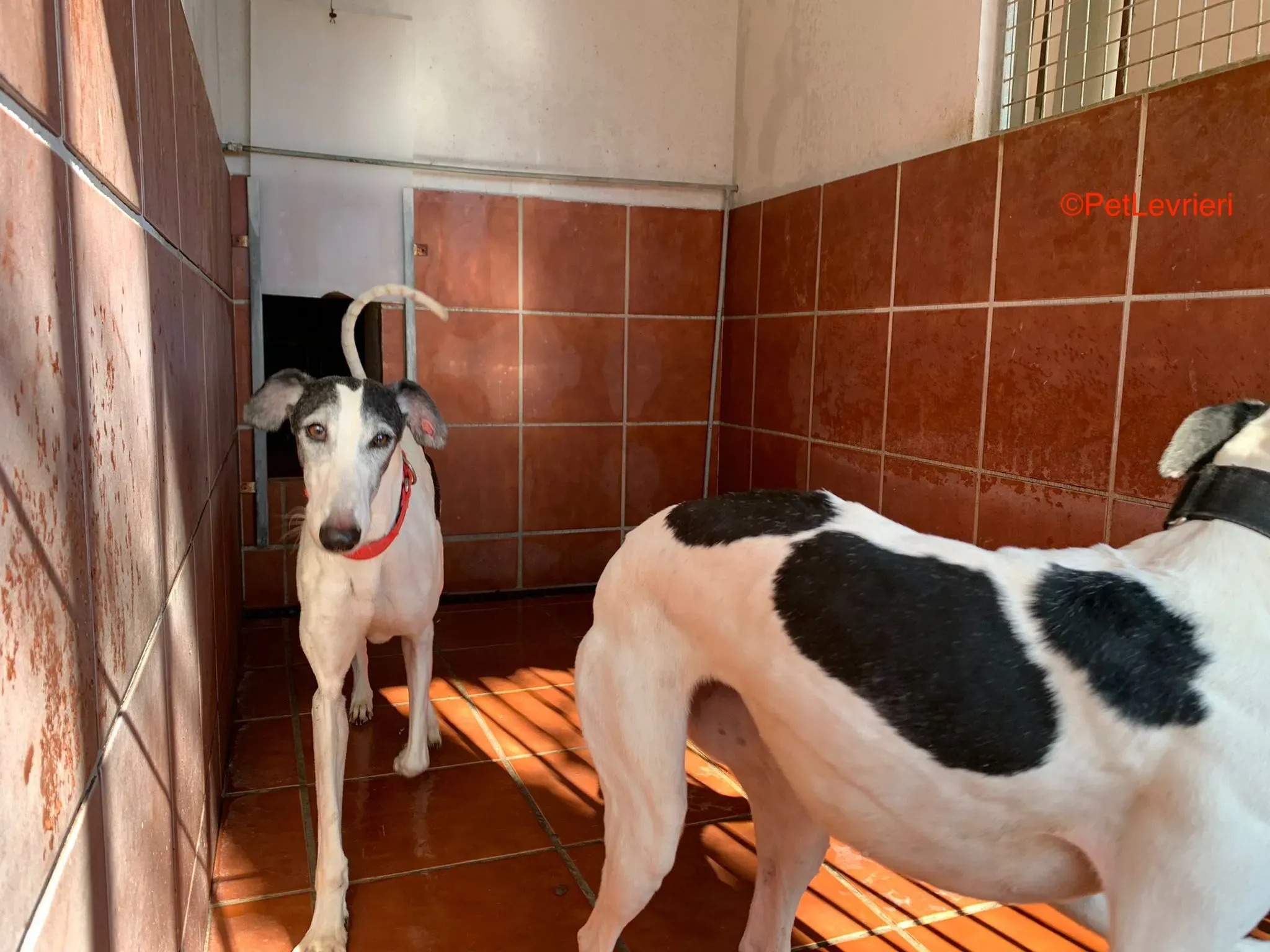Bruja e Modelo adozione levrieri galgo 5