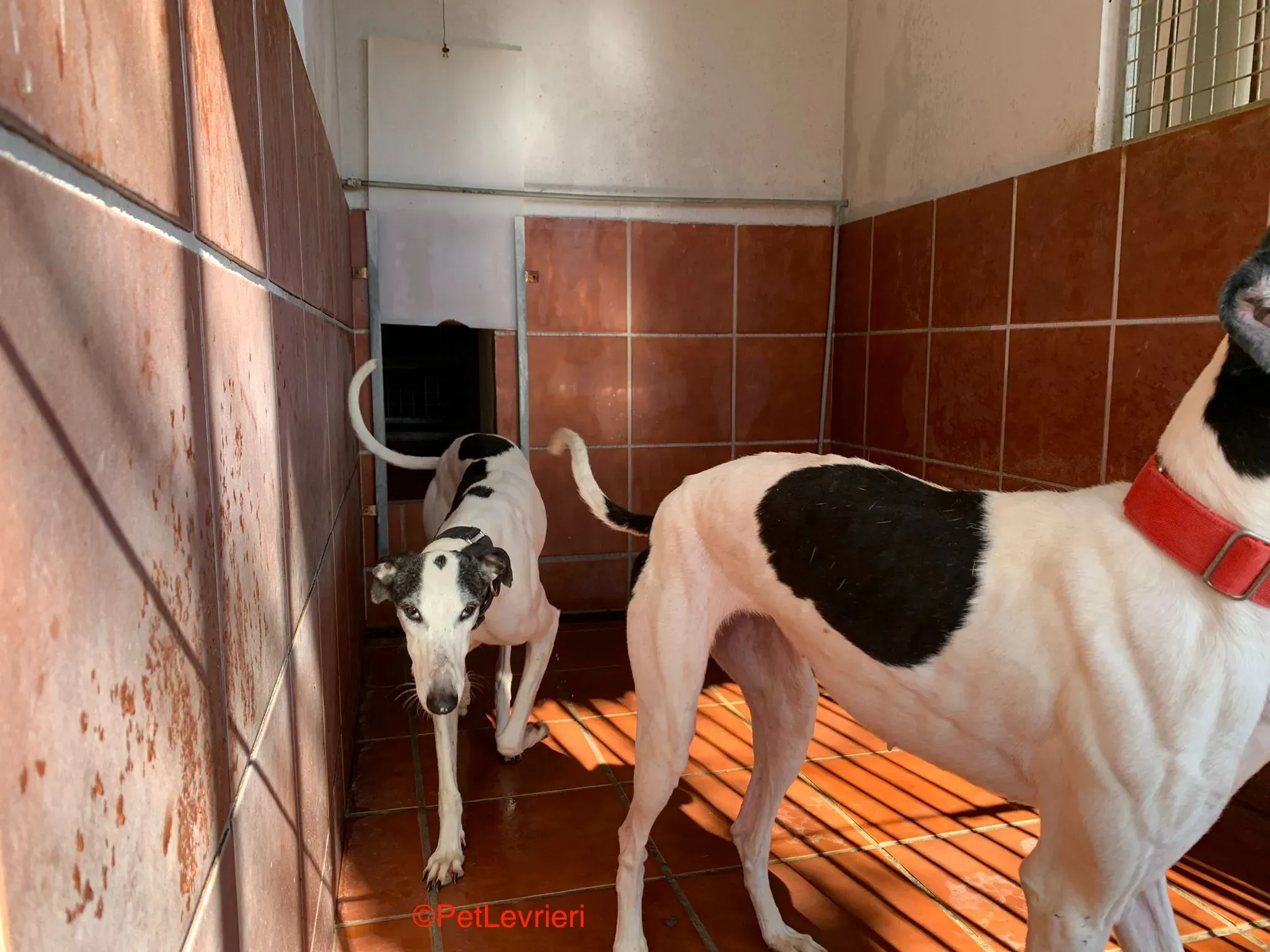 Bruja e Modelo adozione levrieri galgo 6