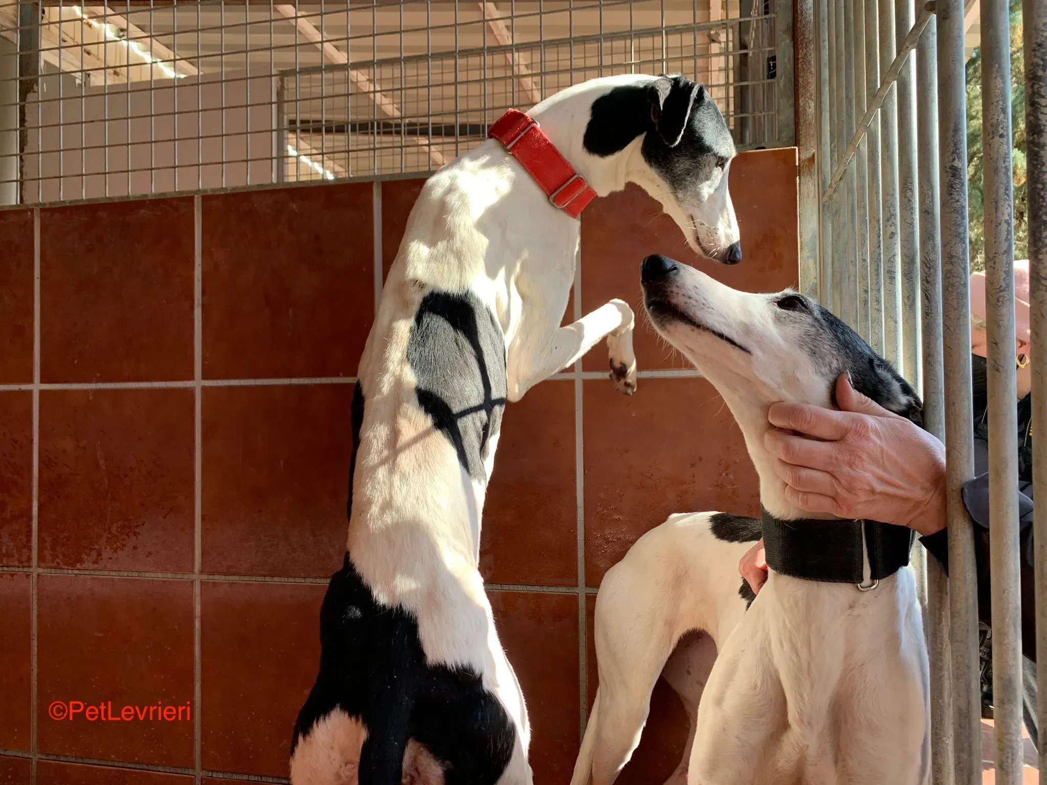 Bruja e Modelo adozione levrieri galgo 7