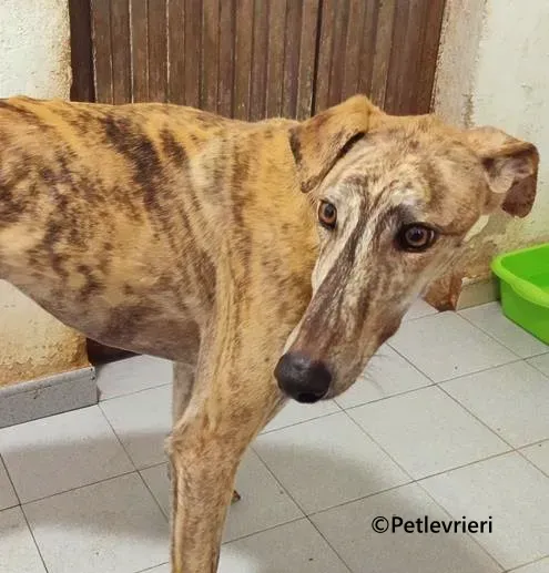 Brujo galgo adozione pet levrieri onlus 1