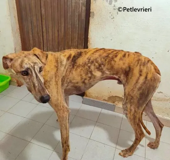 Brujo galgo adozione pet levrieri onlus 2