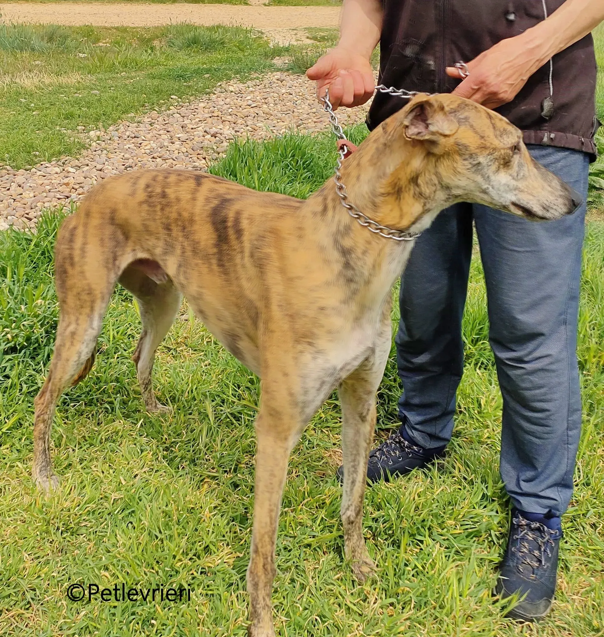 Brujo galgo adozione pet levrieri onlus 3
