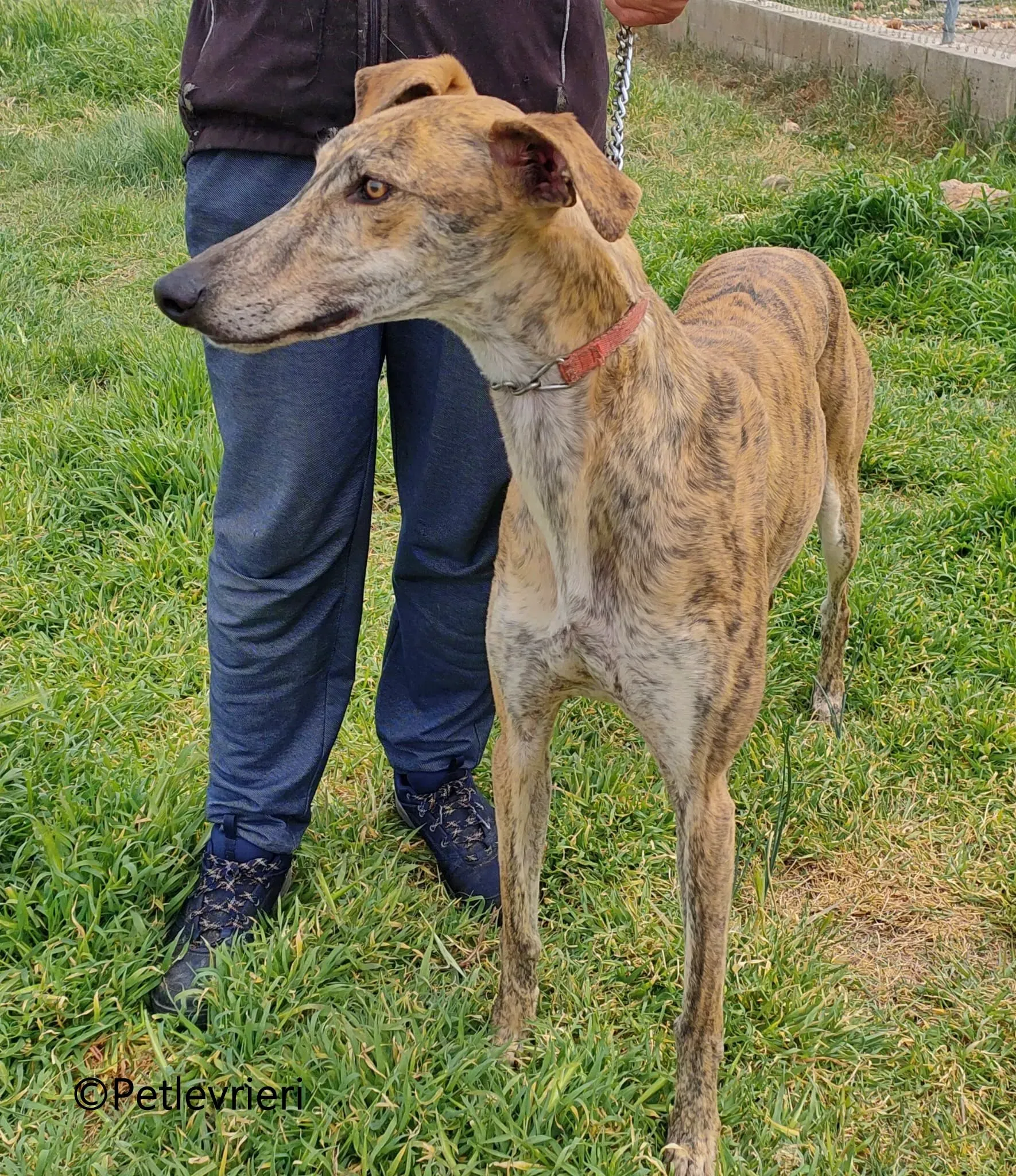 Brujo galgo adozione pet levrieri onlus 4