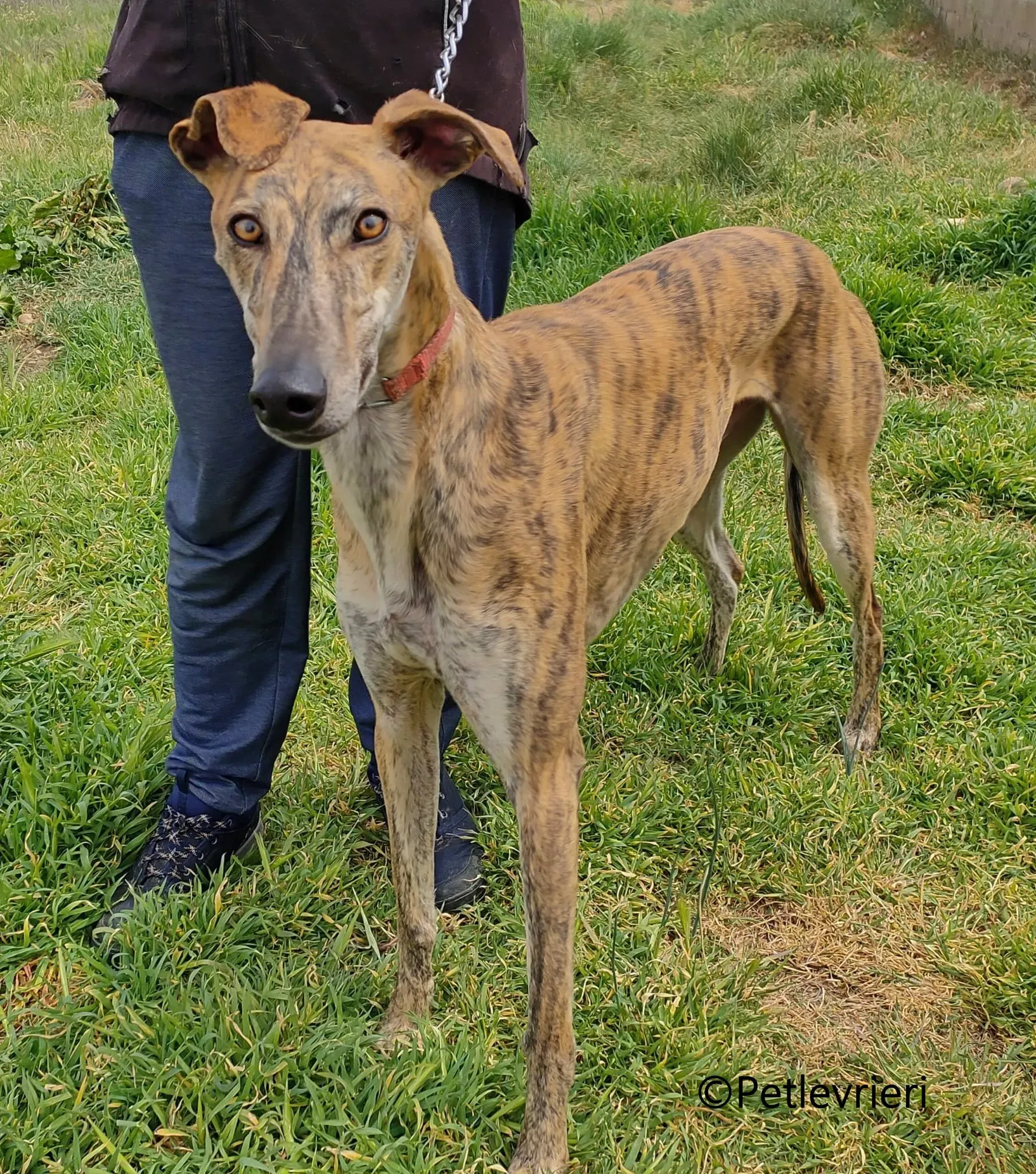 Brujo galgo adozione pet levrieri onlus 5