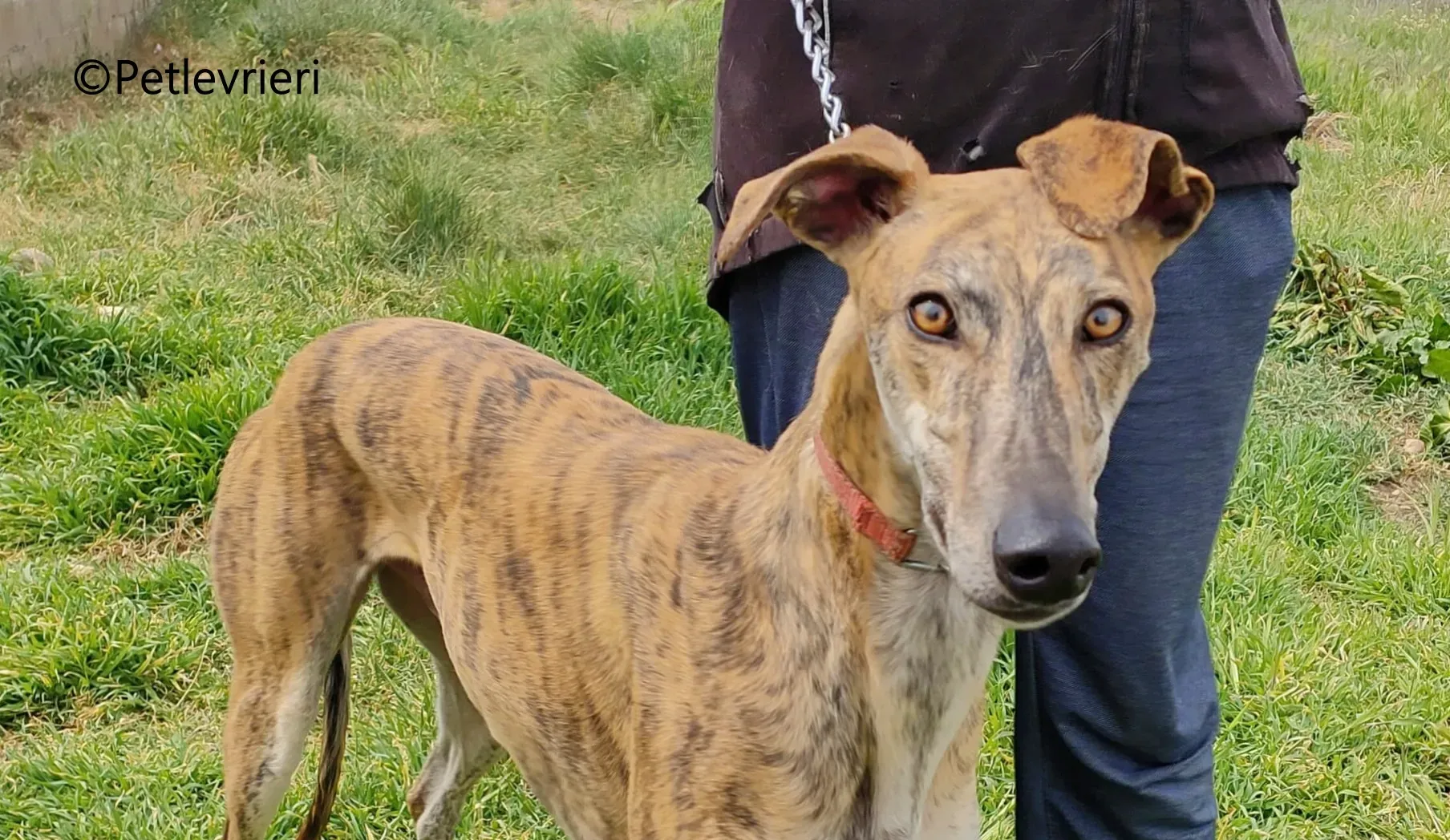 Brujo galgo adozione pet levrieri onlus 6