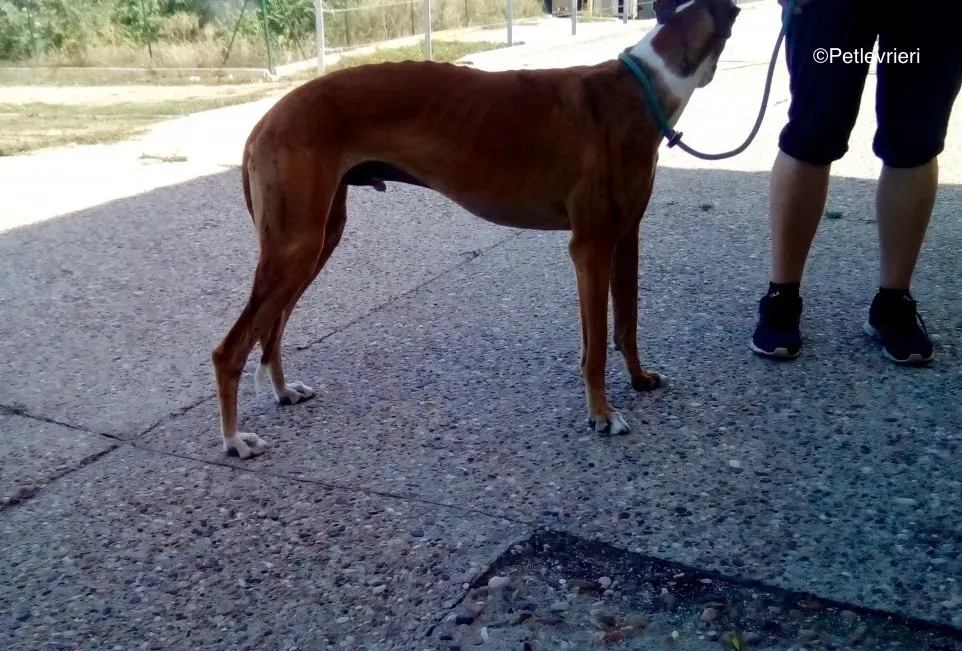 Buby adozione levrieri galgo 00